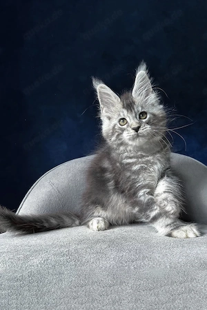 Ein süßes, 3 Monate altes Maine-Coon-Kätzchen sucht ein liebevolles Zuhause für immer. 