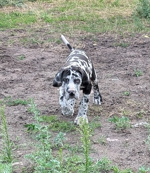 Bunte Deutsche Doggen Welpen harlekin 