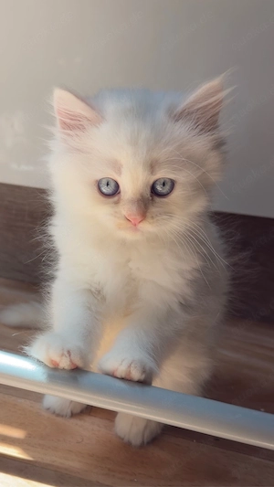 BLH kitten