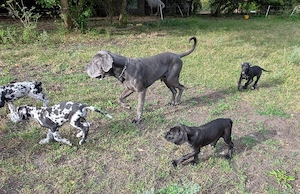 Bunte Deutsche Doggen Welpen harlekin 