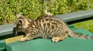 Supersüße Bengal-Mischlings-Kitten suchen ihren Dosenöffner