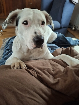 Wunderschöner Mischling, w, 2 Jahre