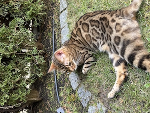 2x  Bengalkatzen-Geschwister abzugeben 