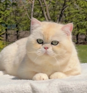 BKH Deckkater mit Stammbaum