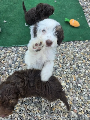 toy aussiedoodle Hündin 