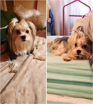 Kleiner Biewer Yorkshire Terrier