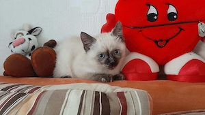 EKH   BKH Mix Kitten ! Sofort zum mitnehmen !!