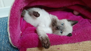EKH   BKH Mix Kitten ! Sofort zum mitnehmen !! Bild 5