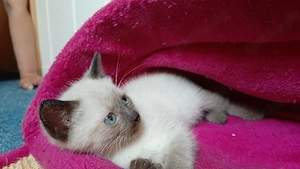 EKH   BKH Mix Kitten ! Sofort zum mitnehmen !!