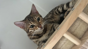 Bengal Mädchen in liebevolle Hände abzugeben
