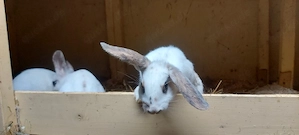 Zwergkaninchen männlich 