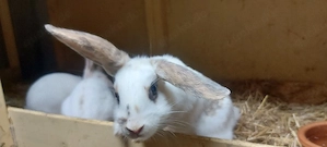 Zwergkaninchen männlich 
