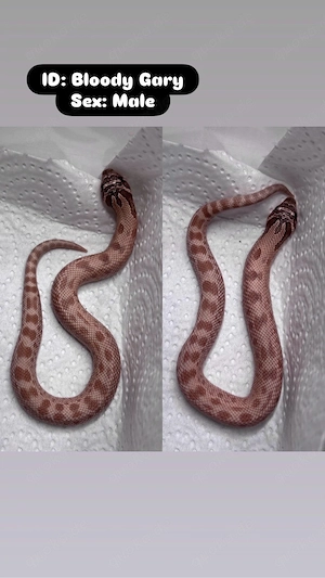 Heterodon nasicus Hakennasennattern Lavender Lavender Conda Het Albino