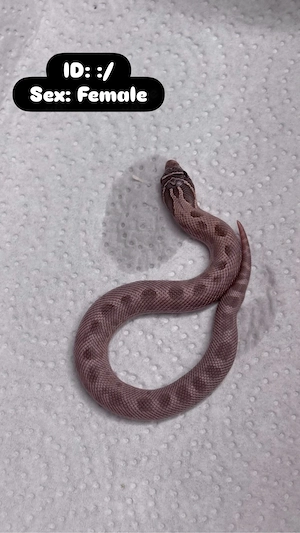 Heterodon nasicus Hakennasennattern Lavender Lavender Conda Het Albino