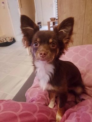 Chihuahua Rüde 6 Monate