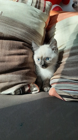EKH   BKH Mix Kitten ! Sofort zum mitnehmen !! Bild 4