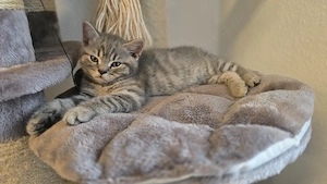 Britisch Kurzhaar Kitten 
