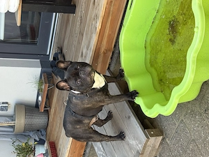 Bubel sucht neues Zuhause