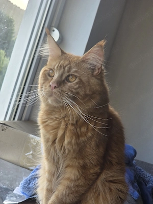 Maine Coon Deckkater 