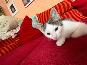 Hauskatzen-Kitten (männlich) sucht liebevolles Zuhause 
