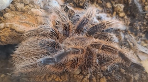 0.1 Rote Chile Vogelspinne Grammostola rosea