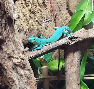 Verschiedene Geckos und co. zur Abholung.