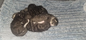 Kitten (Hauskatze)