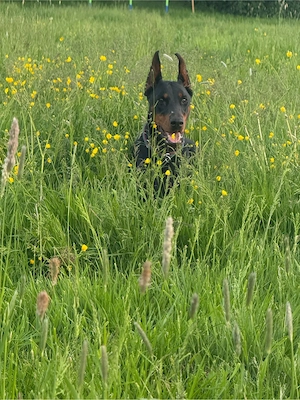 aktive,junge Dobermann Hündin sucht traumhaftes Zuhause