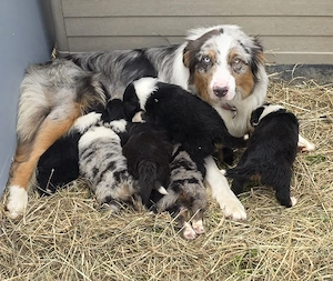Australian Shepherd welpen Suchen ein Zuhause