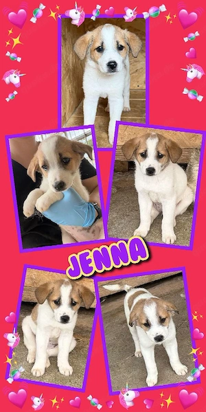 wunderschönes Welpenmädchen "Jenna" sucht ein liebevolles Zuhause
