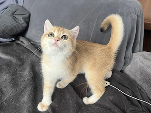Bkh Katze(Kitte)ABHOLBEREIT Stammbaum geimpft komplett 