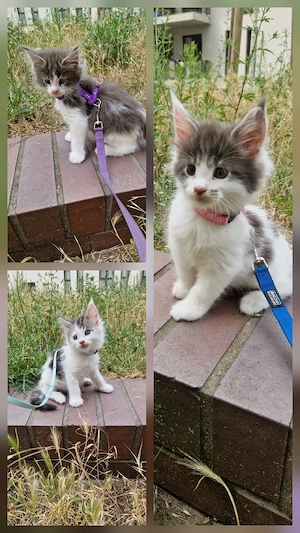 maine coon kitten dürfen demnächst ausziehen 