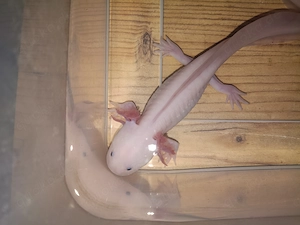 Axolotl (weißlinge)