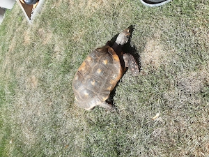 Köhlerschildkröten Landschildkröten 