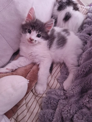 letzter maine coon sucht noch 