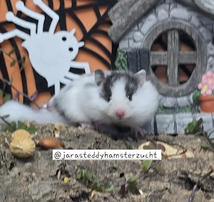 Extrem HANDZAHME FLAUSCHIGE Teddyhamster Satinglanz 
