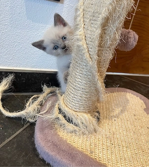 BKH Kitten 
