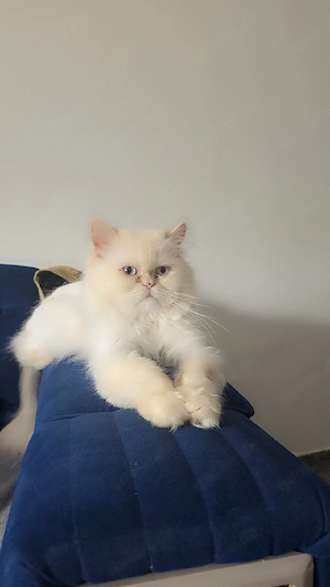 Wunderschöner Perserkater zum Decken   