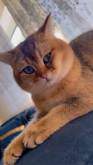 Britisch Kurzhaar Golden Kater sucht Katzendame zur Paarung   