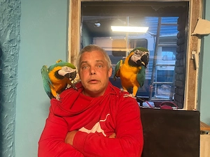 2 wunderschöne Gelbbrust Aras