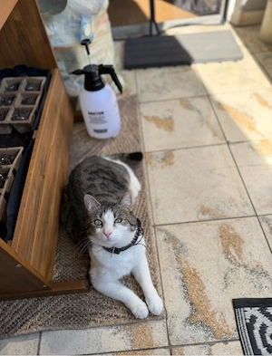 Liebevoller Kater sucht ein neues Zuhause