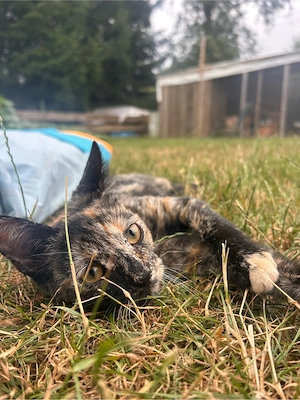 Schildpatt Katze 5 Monate alt 