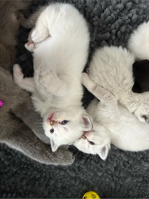 BKh Kittens