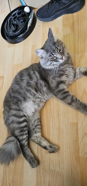 Norwegische Waldkatze Kater 