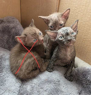 Sphynx   Devon Rex - Kitten :)