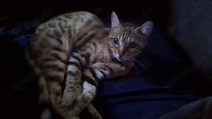 Bengalkatze zu verkaufen 