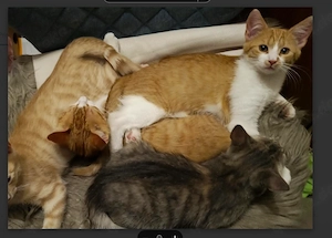 Die letzten 4 Kitten   verschmust, verspielt & bereit für ihr neues Zuhause