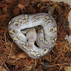 Königspython GHI Clown Mojave ph ghost 0.1