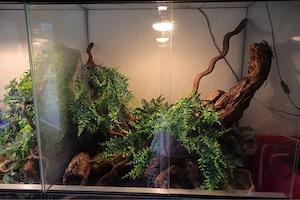 Kornnatter inkl. Terrarium und Zubehör 