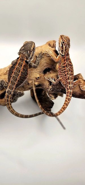 Bartagamen NZ 06 26 Thunderbolt Line, Genetic Stripe, Leatherback, pogona vitticeps